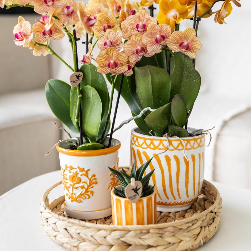 Succulente Haworthia Limifolia - Taille du pot Ø6Cm