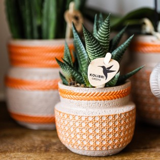 Succulente Haworthia Limifolia - Taille du pot Ø6Cm