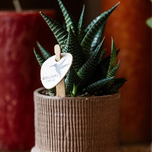 Succulente Haworthia Limifolia - Taille du pot Ø6Cm