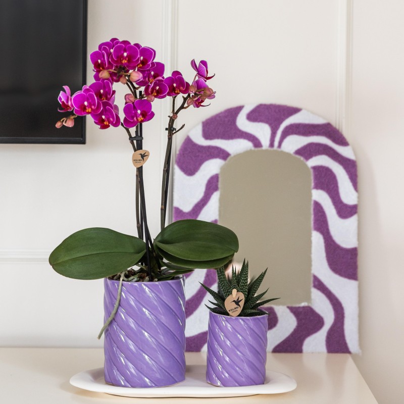 Succulente Haworthia Limifolia - Taille du pot Ø6Cm