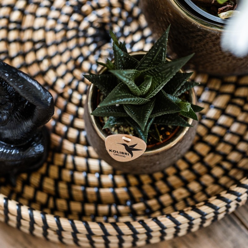 Succulente Haworthia Limifolia - Taille du pot Ø6Cm