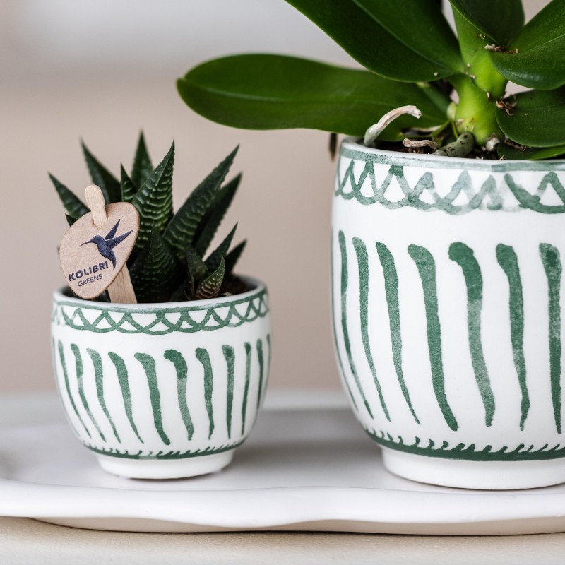 Succulente Haworthia Limifolia - Taille du pot Ø6Cm