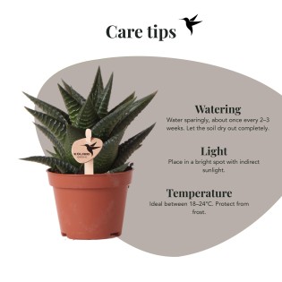 Succulente Haworthia Limifolia - Taille du pot Ø6Cm