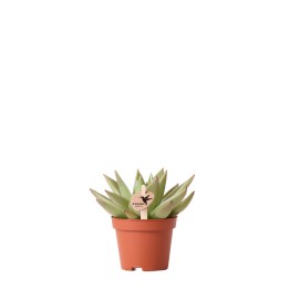 Plante verte de Kolibri - Echeveria Miranda - Taille du pot Ø6Cm - Plante verte - Frais du producteur