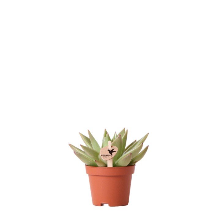 Plante verte de Kolibri - Echeveria Miranda - Taille du pot Ø6Cm - Plante verte - Frais du producteur