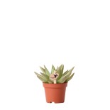 Plante verte de Kolibri - Echeveria Miranda - Taille du pot Ø6Cm - Plante verte - Frais du producteur