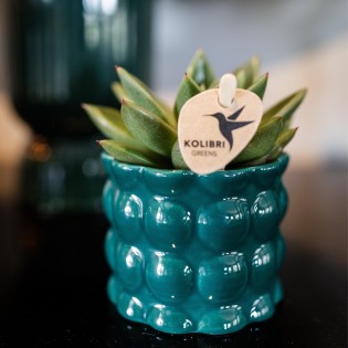 Plante verte de Kolibri - Echeveria Miranda - Taille du pot Ø6Cm - Plante verte - Frais du producteur