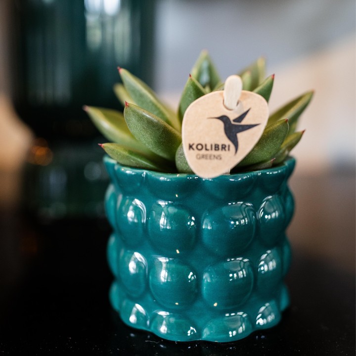Plante verte de Kolibri - Echeveria Miranda - Taille du pot Ø6Cm - Plante verte - Frais du producteur