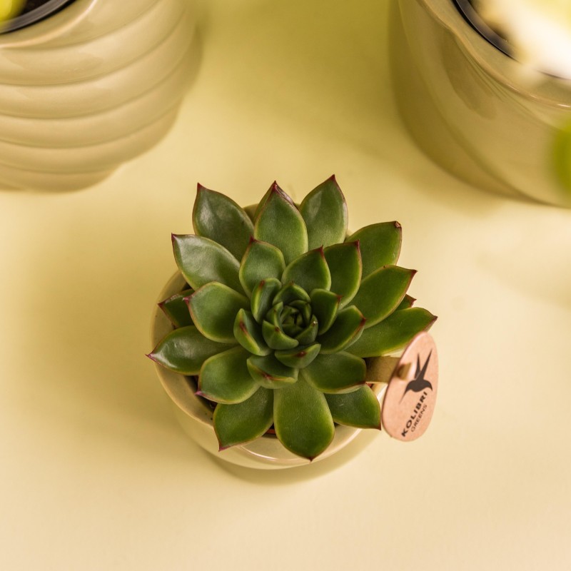 Plante verte de Kolibri - Echeveria Miranda - Taille du pot Ø6Cm - Plante verte - Frais du producteur