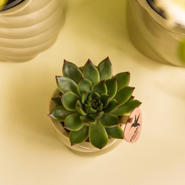 Plante verte de Kolibri - Echeveria Miranda - Taille du pot Ø6Cm - Plante verte - Frais du producteur