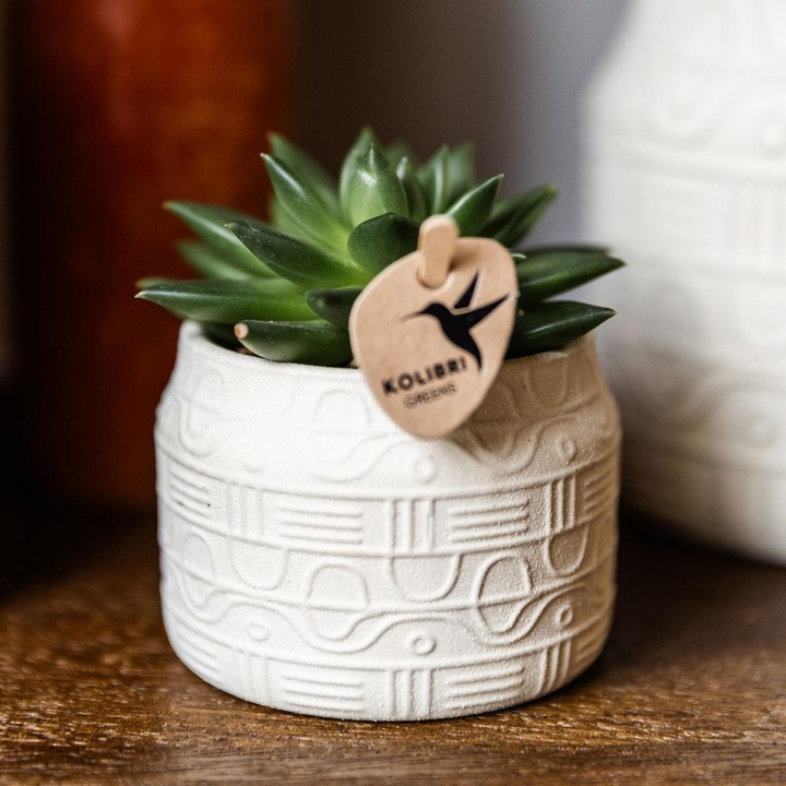 Plante verte de Kolibri - Echeveria Miranda - Taille du pot Ø6Cm - Plante verte - Frais du producteur
