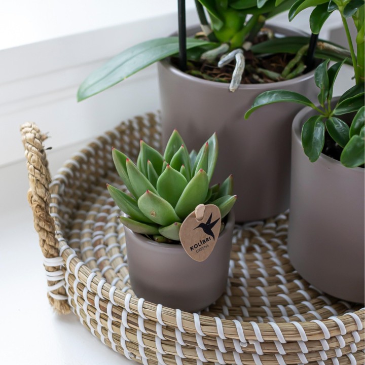 Plante verte de Kolibri - Echeveria Miranda - Taille du pot Ø6Cm - Plante verte - Frais du producteur