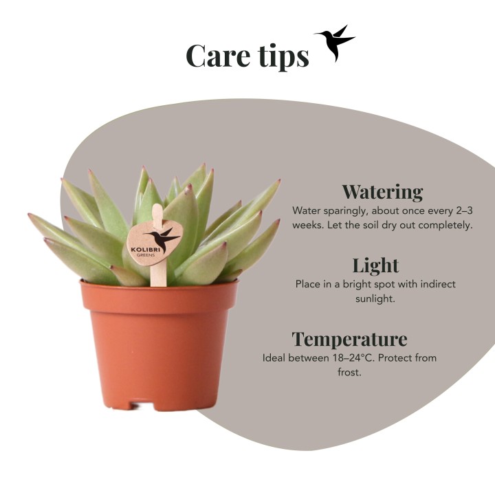 Plante verte de Kolibri - Echeveria Miranda - Taille du pot Ø6Cm - Plante verte - Frais du producteur