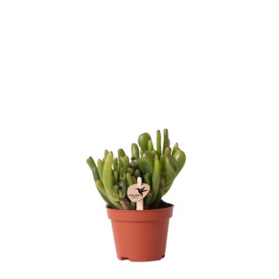 Succulent Crassula Hobbit - Taille du pot Ø6Cm