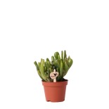 Succulent Crassula Hobbit - Taille du pot Ø6Cm