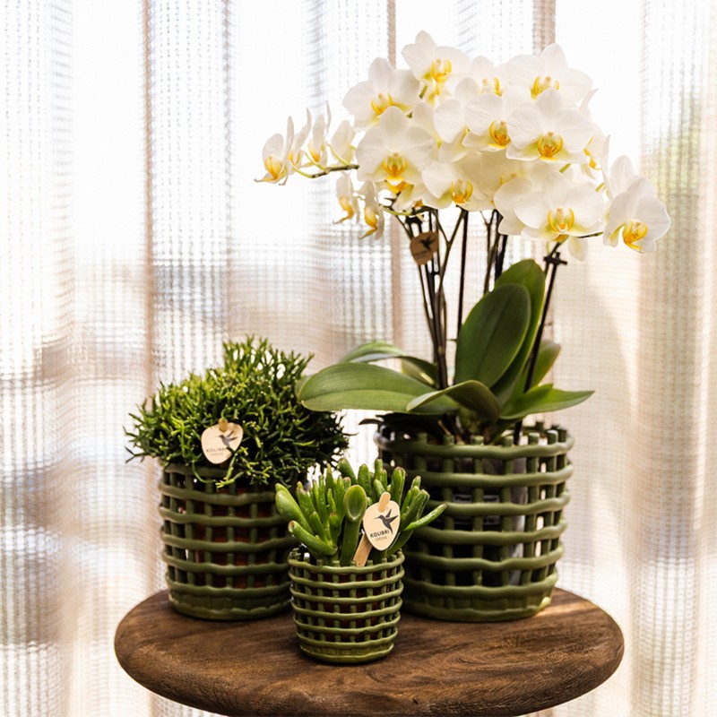 Succulent Crassula Hobbit - Taille du pot Ø6Cm