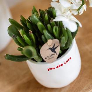 Succulent Crassula Hobbit - Taille du pot Ø6Cm
