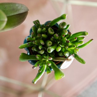 Succulent Crassula Hobbit - Taille du pot Ø6Cm