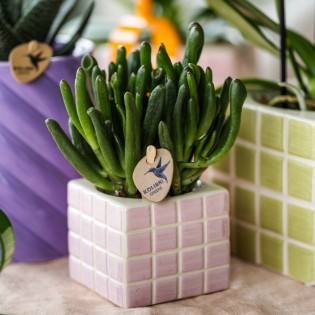 Succulent Crassula Hobbit - Taille du pot Ø6Cm