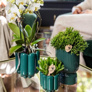 Succulent Crassula Hobbit - Taille du pot Ø6Cm