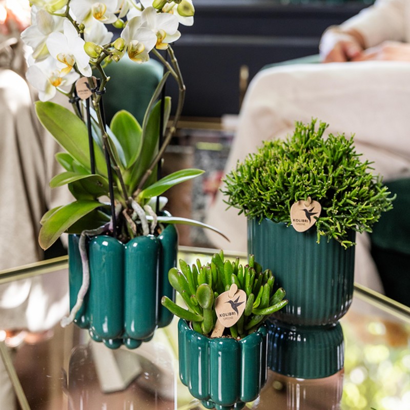 Succulent Crassula Hobbit - Taille du pot Ø6Cm