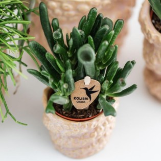 Succulent Crassula Hobbit - Taille du pot Ø6Cm
