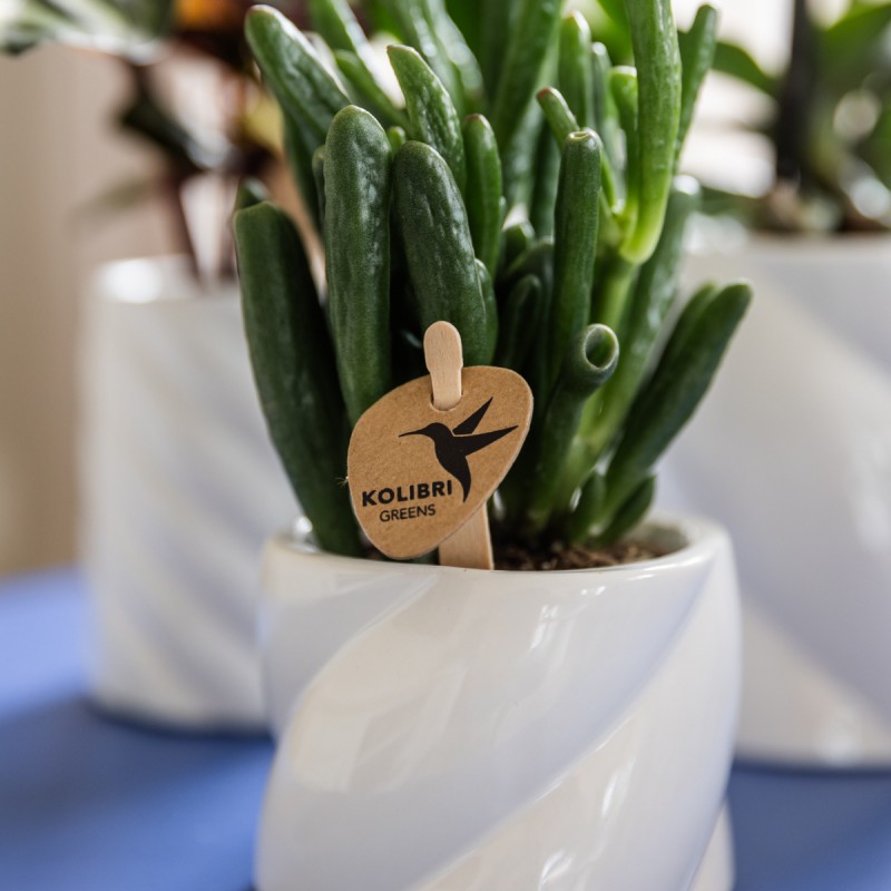 Succulent Crassula Hobbit - Taille du pot Ø6Cm