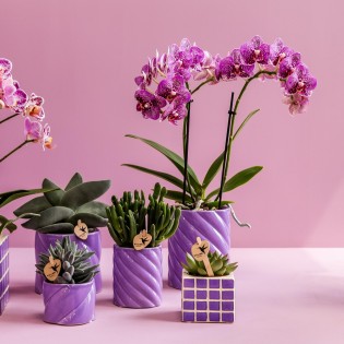 Succulent Crassula Hobbit - Taille du pot Ø6Cm