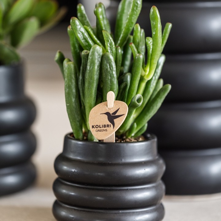Succulent Crassula Hobbit - Taille du pot Ø6Cm