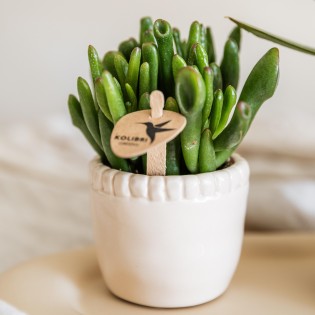 Succulent Crassula Hobbit - Taille du pot Ø6Cm