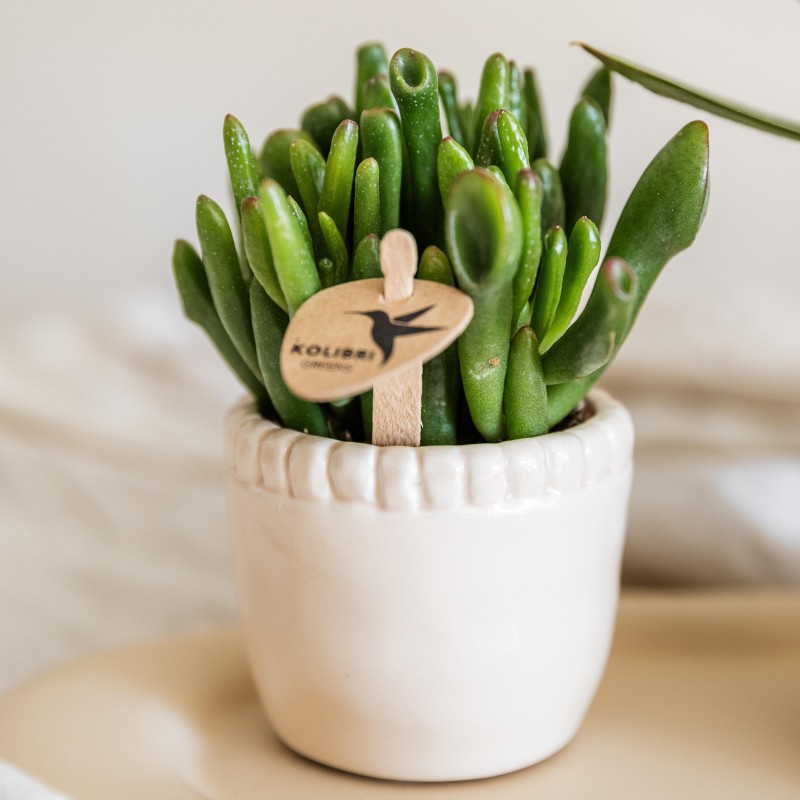 Succulent Crassula Hobbit - Taille du pot Ø6Cm