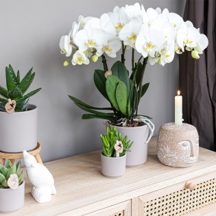 Succulent Crassula Hobbit - Taille du pot Ø6Cm