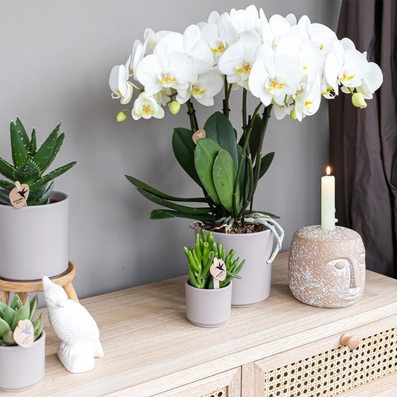 Succulent Crassula Hobbit - Taille du pot Ø6Cm