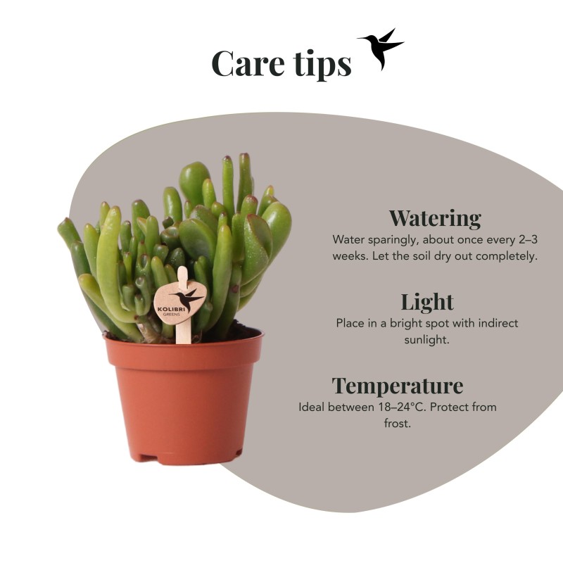 Succulent Crassula Hobbit - Taille du pot Ø6Cm