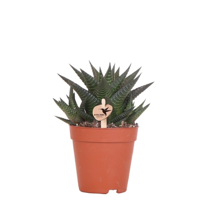 Succulente Haworthia Limifolia - Taille du pot Ø9Cm