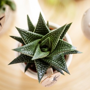 Succulente Haworthia Limifolia - Taille du pot Ø9Cm