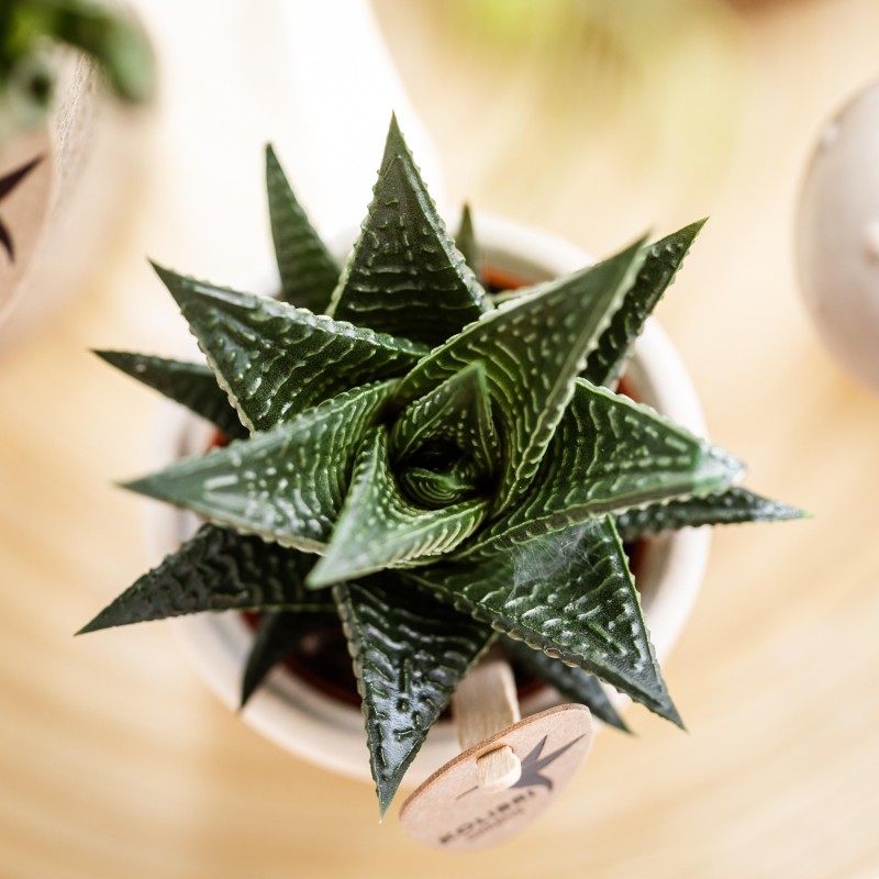 Succulente Haworthia Limifolia - Taille du pot Ø9Cm
