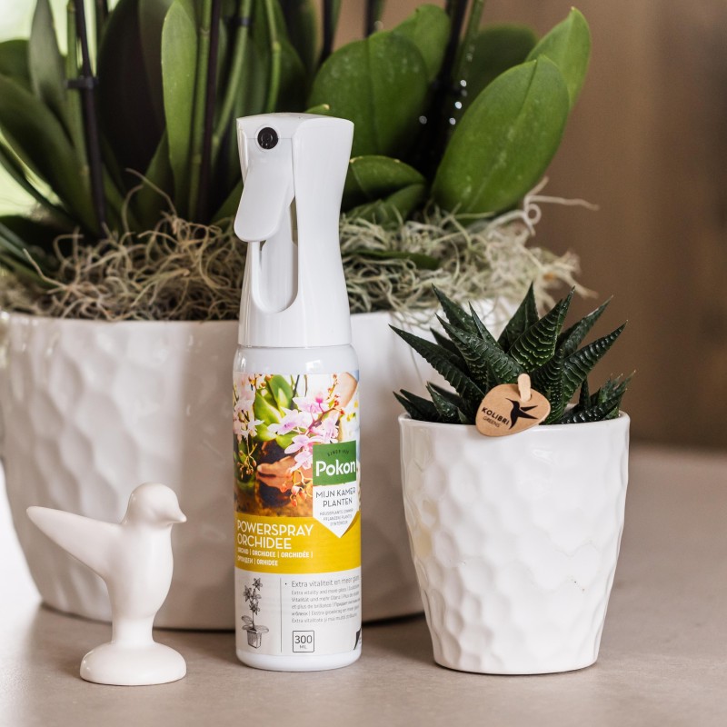 Succulente Haworthia Limifolia - Taille du pot Ø9Cm