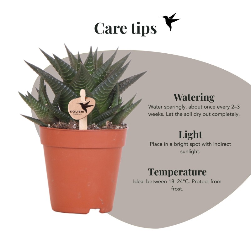 Succulente Haworthia Limifolia - Taille du pot Ø9Cm