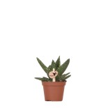 Succulent Aloe Brevifolia - pot Ø6Cm - Plante verte