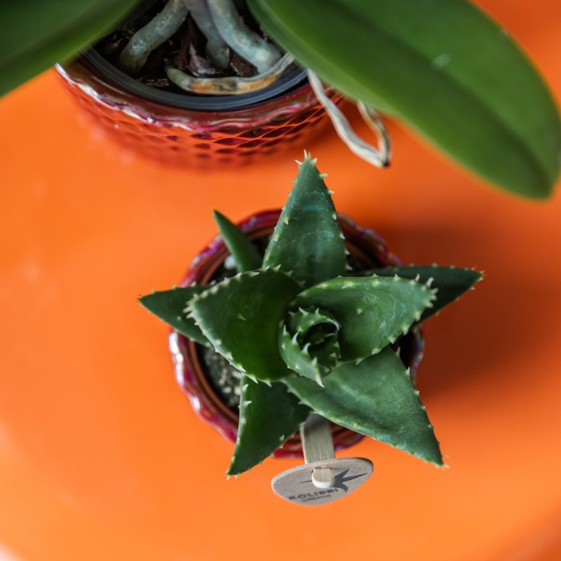 Succulent Aloe Brevifolia - pot Ø6Cm - Plante verte