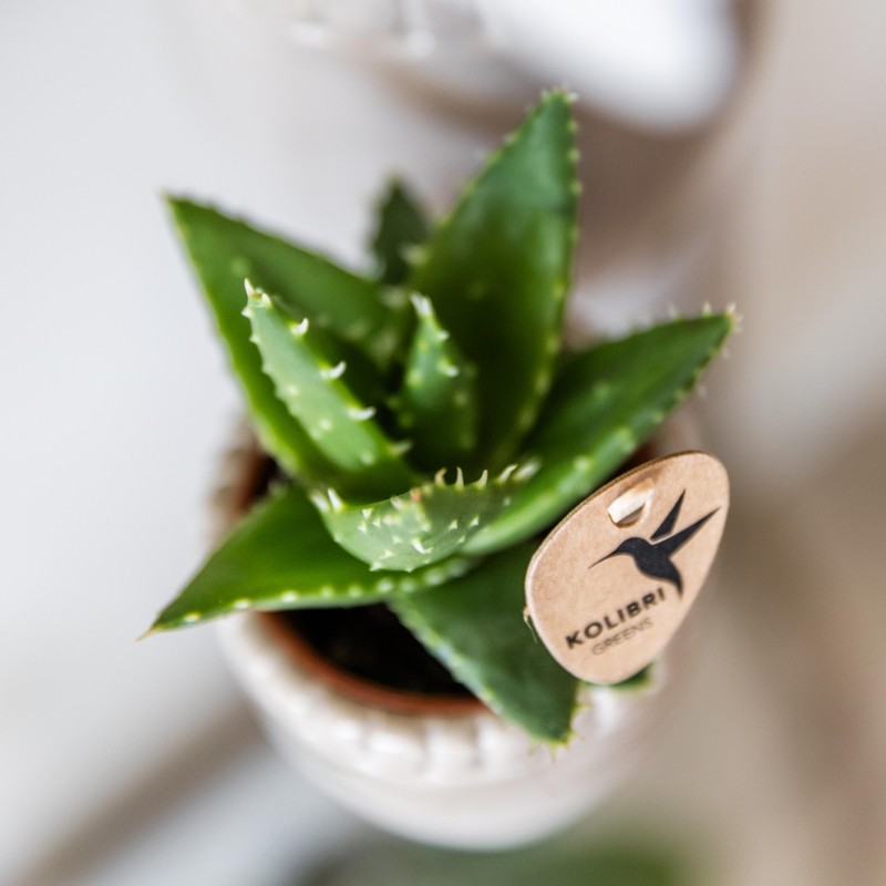 Succulent Aloe Brevifolia - pot Ø6Cm - Plante verte