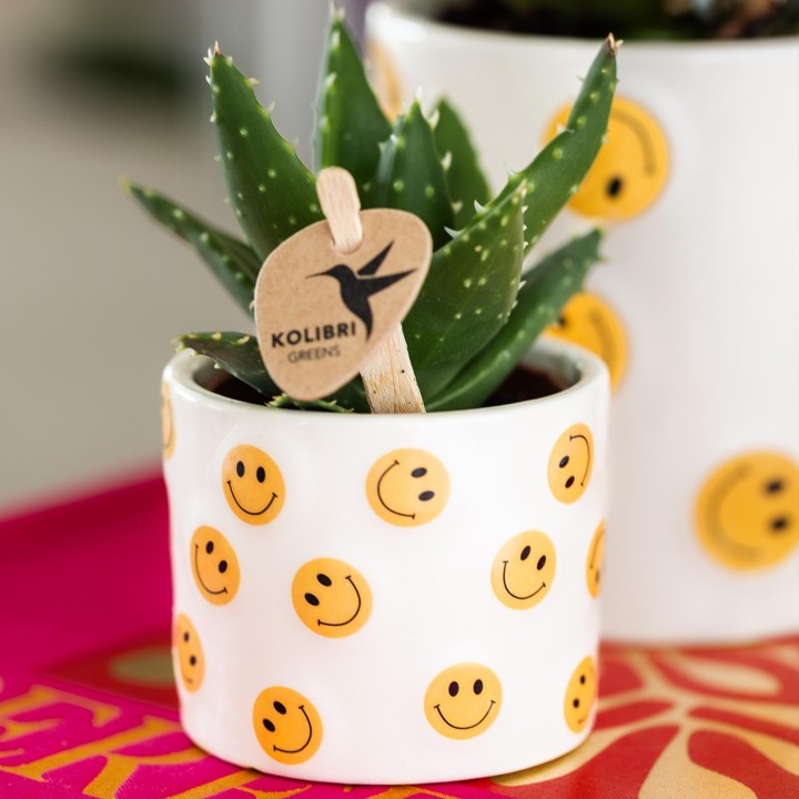 Succulent Aloe Brevifolia - pot Ø6Cm - Plante verte