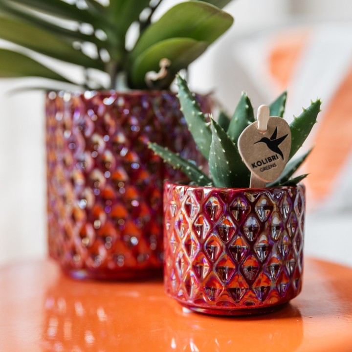 Succulent Aloe Brevifolia - pot Ø6Cm - Plante verte