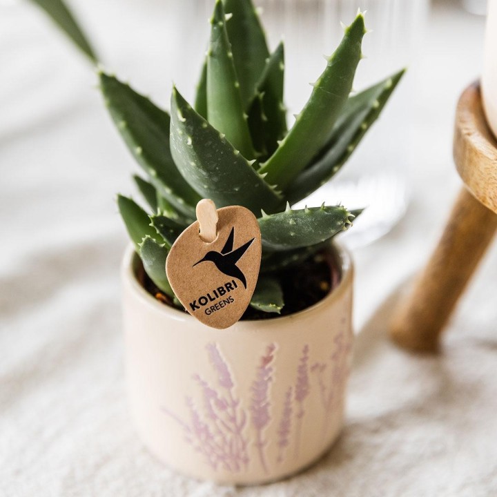 Succulent Aloe Brevifolia - pot Ø6Cm - Plante verte