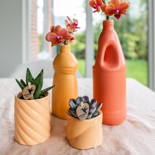 Succulent Aloe Brevifolia - pot Ø6Cm - Plante verte