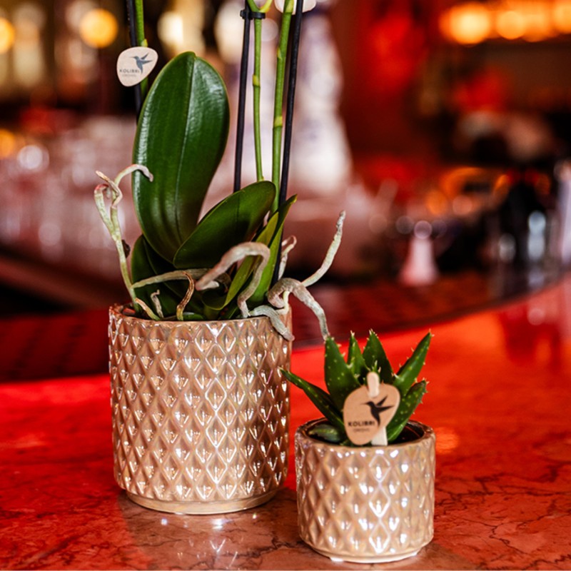 Succulent Aloe Brevifolia - pot Ø6Cm - Plante verte