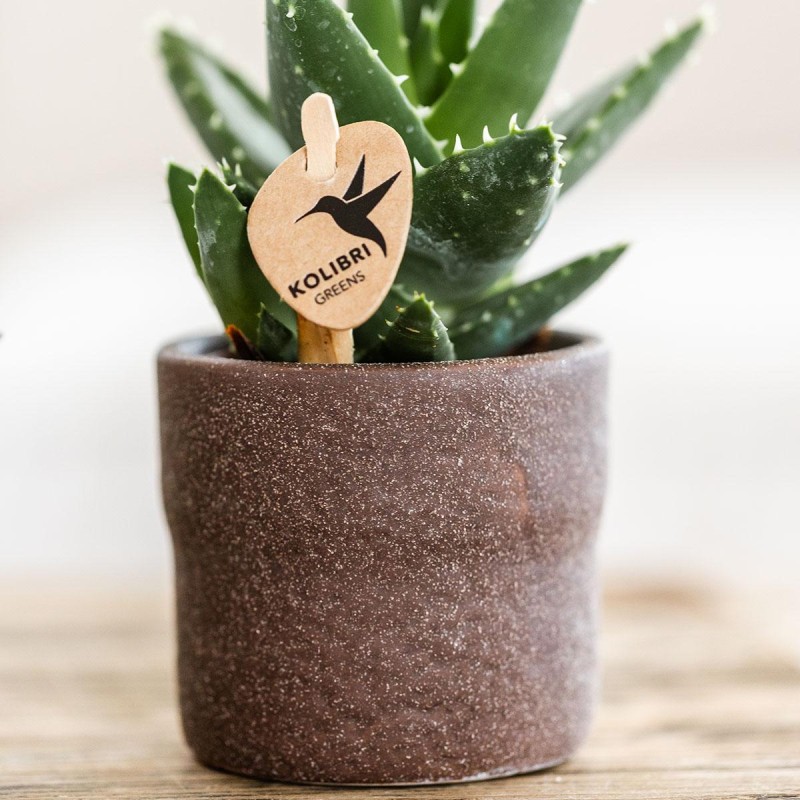 Succulent Aloe Brevifolia - pot Ø6Cm - Plante verte