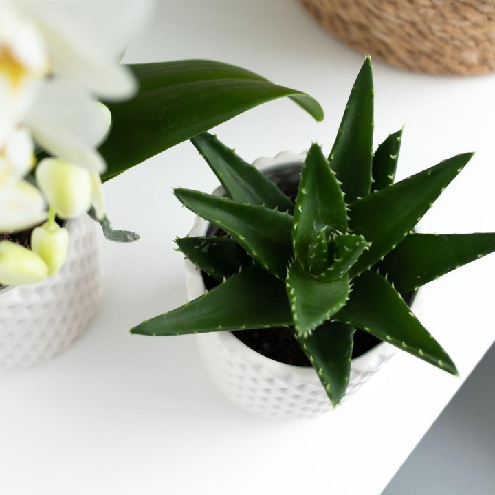 Succulent Aloe Brevifolia - pot Ø6Cm - Plante verte