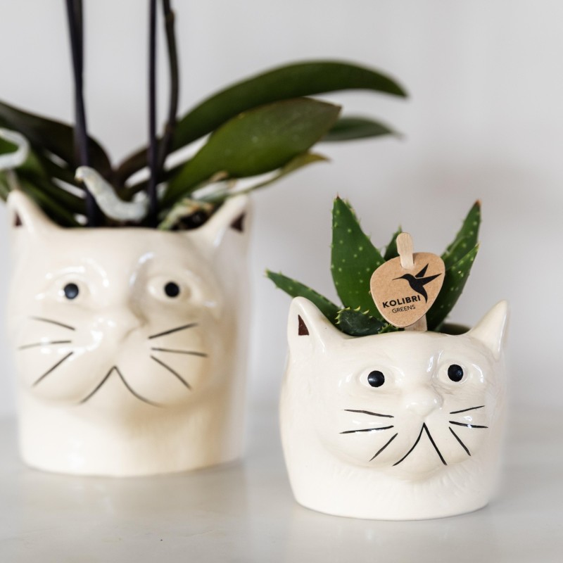 Succulent Aloe Brevifolia - pot Ø6Cm - Plante verte